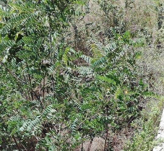 SACRIPANTI: INTERVENIRE PER BONIFICARE LA RUPE DI ORVIETO DALLE ERBACCE.