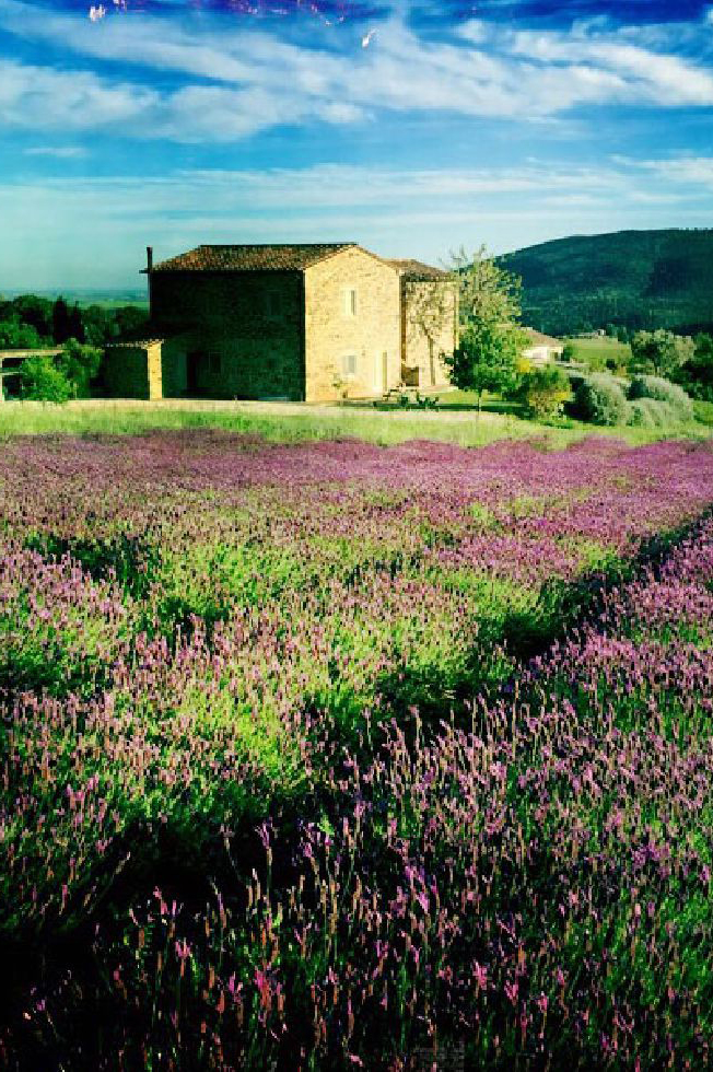 ANDAR PER CAMPI: ALLA SCOPERTA DELLE ERBE OFFICINALI.