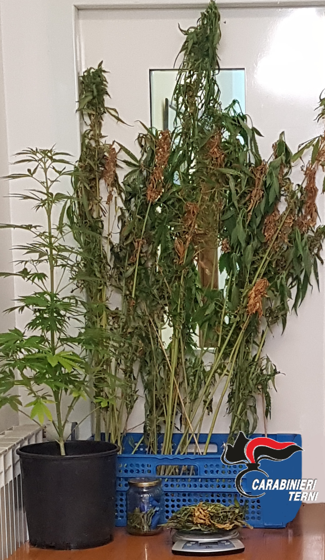 NARNI (TR), SCOPERTO UN ALTRO COLTIVATORE DIRETTO DI MARIJUANA: 35ENNE DENUCIATO DAI CC.