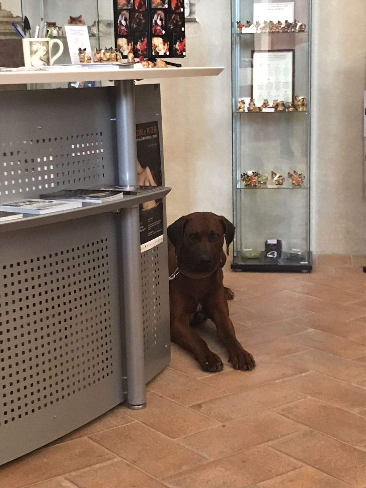 IL POLO MUSEALE DELLA CITTÀ È ‘PET FRIENDLY’.