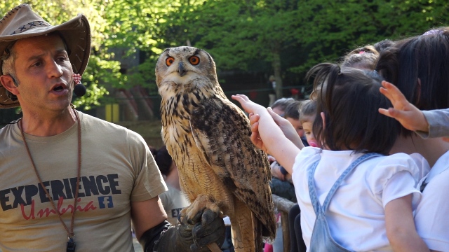 CITTÀ DELLA DOMENICA, ULTIMA OCCASIONE PER FALCONERIA E SERIE WESTERN.