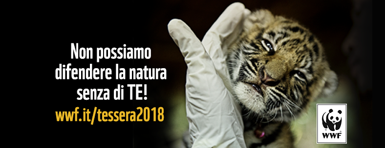 IL CONTENIMENTO DEL CINGHIALE NON E’ ATTIVITA’ DI CACCIA E PUO’ ESSERE EFFETTUATO ANCHE NEI PERIODI E NEI GIORNI DI CHIUSURA. LA REGIONE CHIARISCE IN MERITO ALLE DENUNCE DEL WWF.