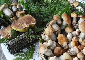 VILLA UMBRA, APERTA LA XII EDIZIONE NAZIONALE DEL CORSO DI FORMAZIONE PER MICOLOGI