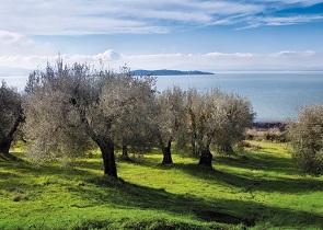 OLIO, GLI EXTRAVERGINI DEL TRASIMENO PROTAGONISTI DI “L’ORO DI AGILLA”. IN PROGRAMMA ANCHE UN DOCUMENTARIO IN PRIMA NAZIONALE