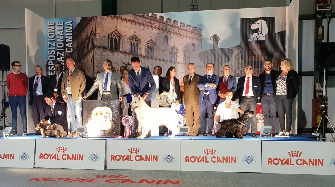 CANI E GATTI: CONVIVENZA FELICE A UMBRIA PET IL 5 E 6 OTTOBRE A UMBRIAFIERE