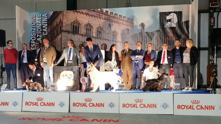 CANI E GATTI: CONVIVENZA FELICE A UMBRIA PET IL 5 E 6 OTTOBRE A UMBRIAFIERE