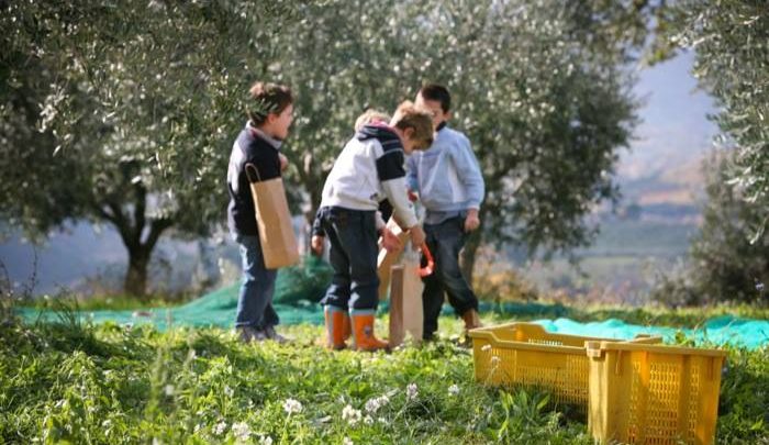 TREVI – UMBRIA DAL 1° AL 3 NOVEMBRE 2019 “FESTIVOL, TREVI TRA OLIO, ARTE, MUSICA E PAPILLE”