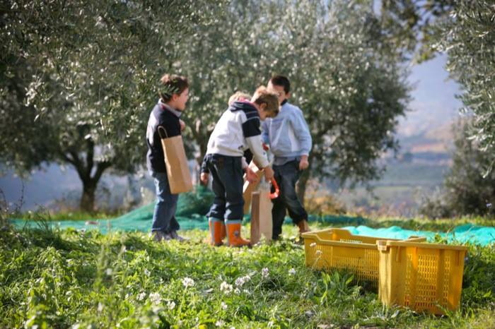 TREVI – UMBRIA DAL 1° AL 3 NOVEMBRE 2019 “FESTIVOL, TREVI TRA OLIO, ARTE, MUSICA E PAPILLE”