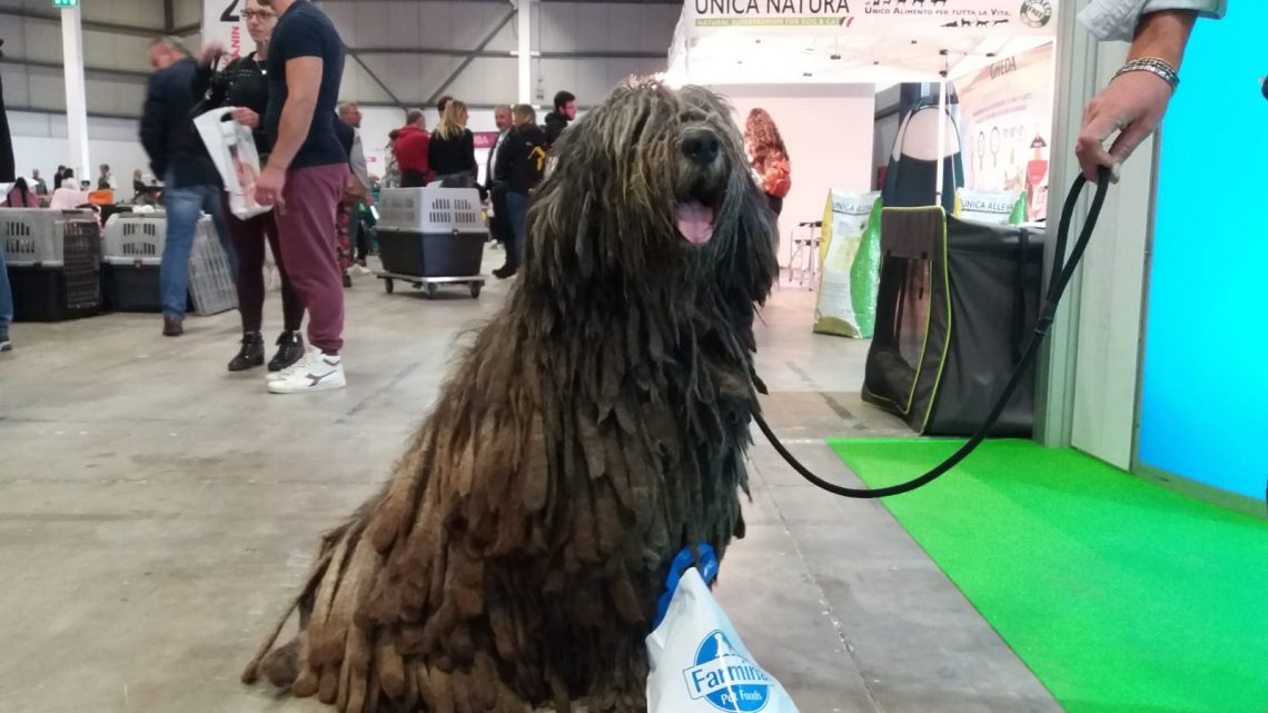 AL VIA UMBRIA PET: DOMENICA IL PREMIO MIGLIOR STORIA SOCIAL SUGLI ANIMALI A CASCIARI