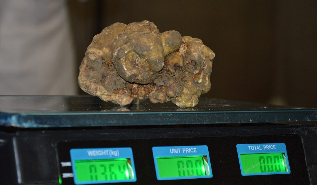 PIETRALUNGA, PRESENZE RECORD PER IL TARTUFO E 2.500 EURO IN BENEFICENZA