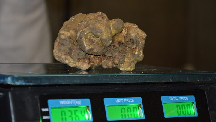 PIETRALUNGA, PRESENZE RECORD PER IL TARTUFO E 2.500 EURO IN BENEFICENZA
