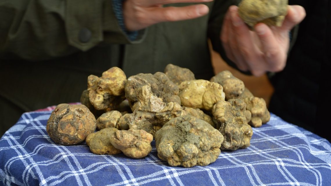 PIETRALUNGA, IN ARRIVO LA MOSTRA MERCATO DEL TARTUFO BIANCO E DELLA PATATA