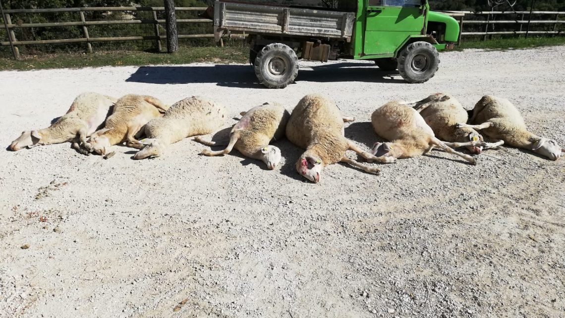 GUBBIO, STRAGE DI PECORE IN AZIENDA AGRITURISTICA 