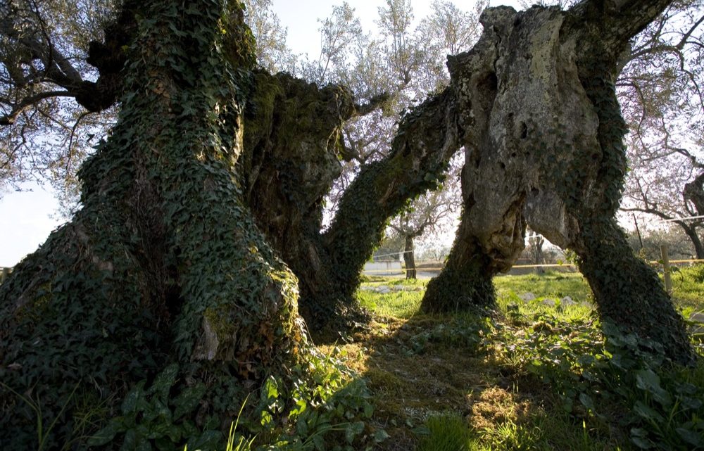 LUGNANO IN TEVERINA, 14 ULIVI COLLEZIONE MONDIALE INTITOLATI A SCRITTORI PREMIO LETTERARIO