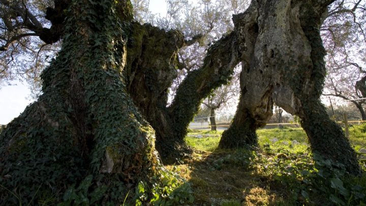 LUGNANO IN TEVERINA, 14 ULIVI COLLEZIONE MONDIALE INTITOLATI A SCRITTORI PREMIO LETTERARIO