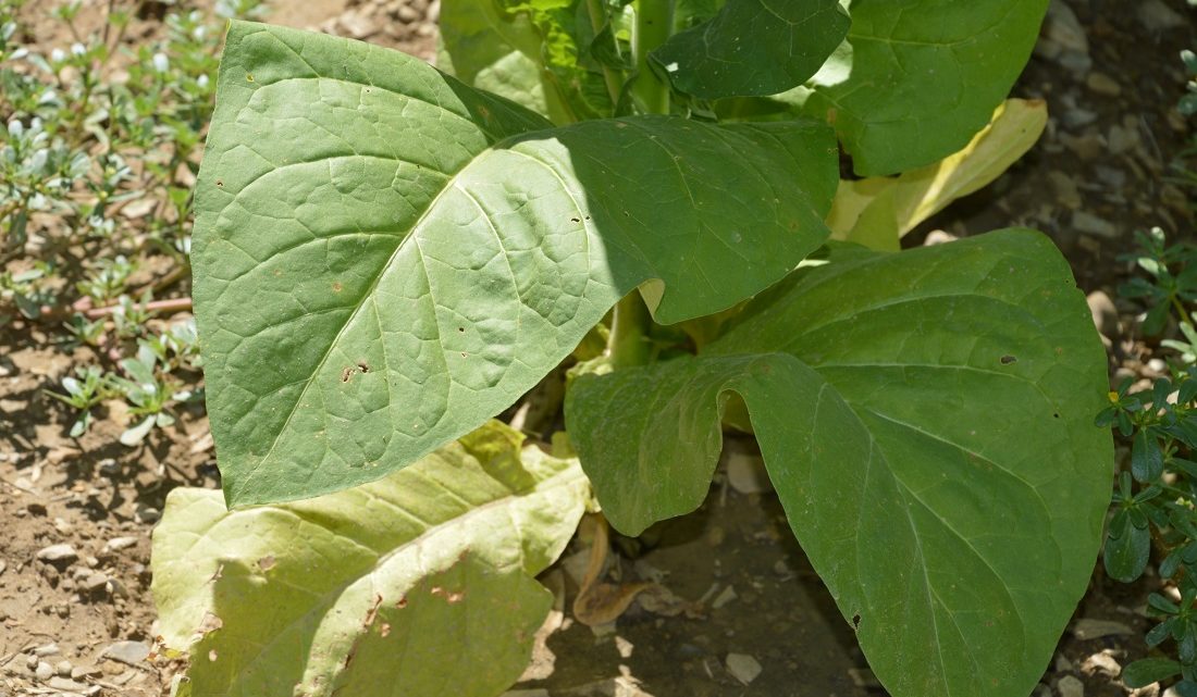 TABACCO, CIA UMBRIA: PIENA SODDISFAZIONE ACCORDO   OPTA E DELTAFINA