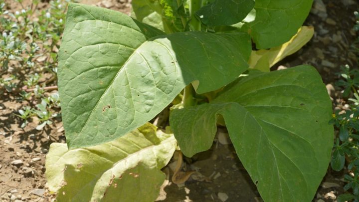 TABACCO, CIA UMBRIA: PIENA SODDISFAZIONE ACCORDO   OPTA E DELTAFINA