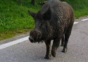 “COSTITUIRE IN UMBRIA UNA FILIERA DELLA CARNE DI CINGHIALE” – PEPPUCCI (LEGA) ANNUNCIA INTERROGAZIONE