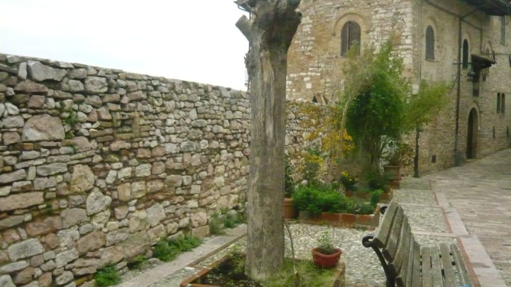 IL COMUNE PUNTA SUL VERDE E LO DIMOSTRANO I FATTI  A VICOLO SANT’ANDREA TAGLIATO IL FUSTO  DI UNA PIANTA (LIGUSTRO) GIA’ MORTA  ORA SI PROVVEDERA’ A RIPIANTUMARE UN TIGLIO