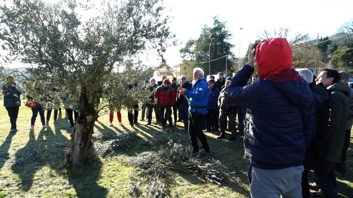 IN 70 AL CORSO AVANZATO DI POTATURA DELL’OLIVO CON L’ESPERTO GIORGIO PANNELLI
