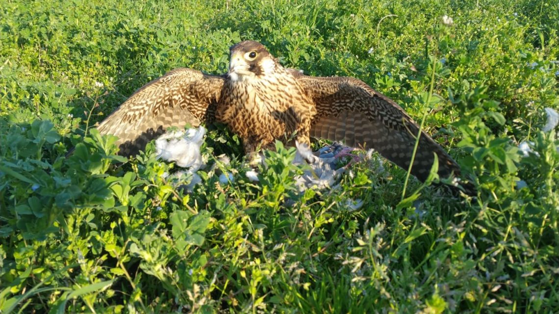 NARNI, IL COMUNE UTILIZZA I FALCHI ADDESTRATI PER ALLONTANARE I VOLATILI INFESTANTI DAL CENTRO STORICO