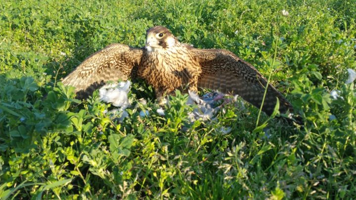 NARNI, IL COMUNE UTILIZZA I FALCHI ADDESTRATI PER ALLONTANARE I VOLATILI INFESTANTI DAL CENTRO STORICO