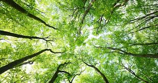 “REGALA UN ALBERO ALLA TUA CITTÀ”  L’APPELLO DEL CIRCOLO LEGAMBIENTE AMELIA