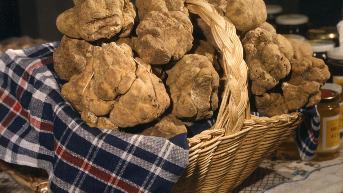 DA VENERDÌ 1 A DOMENICA 3 NOVEMBRE, LA 44ESIMA EDIZIONE DEL SALONE NAZIONALE DEL TARTUFO BIANCO PREGIATO A CITTÀ DI CASTELLO