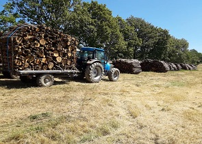 ASSESSORE MORRONI SCRIVE A MINISTRA BELLANOVA PER SELVICOLTURA E UTILIZZO AREE FORESTALI: RIATTIVARE SETTORE STRATEGICO PER TERRITORIO ED ECONOMIA
