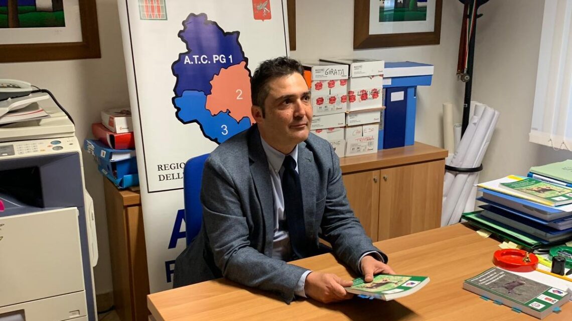 DANNI CINGHIALI AGRICOLTURA, L’ATC PG 1 CHIEDE FONDI EXTRA ALLA REGIONE