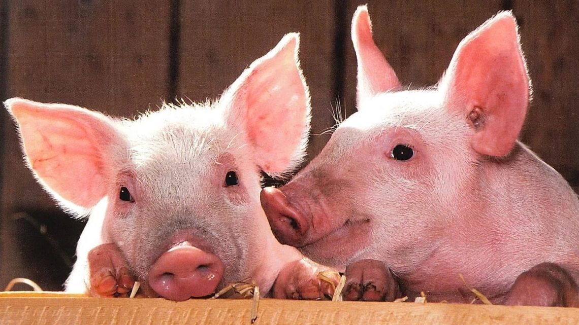 ZOOTECNIA: LE REGIONI APPROVANO LA RIPARTIZIONE DEI 90 MILIONI PER LE FILIERE COLPITE DAL COVID-19