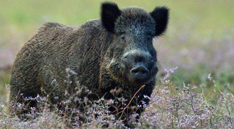 CALENDARIO VENATORIO 2020/2021, CONFAGRICOLTURA UMBRIA APPROVA QUANTO PREADOTTATO  DALLA GIUNTA REGIONALE PER LA SPECIE CINGHIALE: “BENE L’UNIFORMITÀ CON LE REGIONI LIMITROFE  E IL CONTROLLO ANCHE SU BASE INTERREGIONALE”