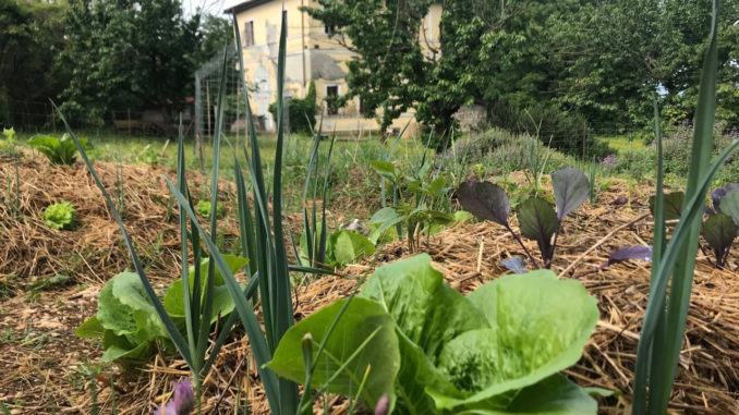 ORTO 21 E RADICI  A PALMETTA DETENUTI AL LAVORO PER LA RIGENERAZIONE DELL’AREA VERDE