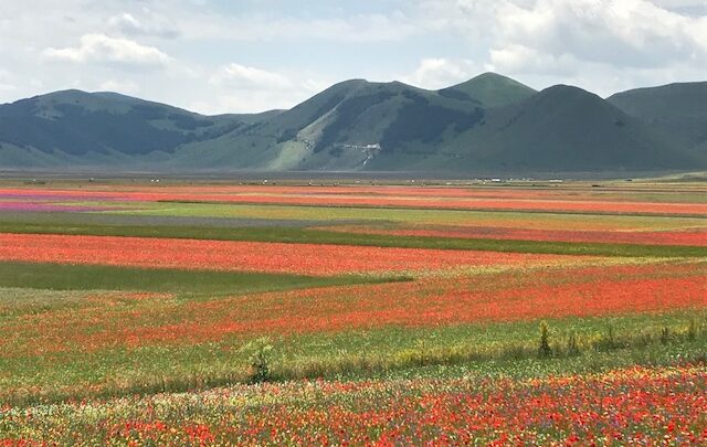 FIORITURA DI CASTELLUCCIO, DEFINITO IL PIANO DI MOBILITÀ SOSTENIBILE. ASSESSORE MELASECCHE: POSITIVO RISULTATO GRAZIE ALLA COLLABORAZIONE FRA TUTTI GLI ENTI COINVOLTI