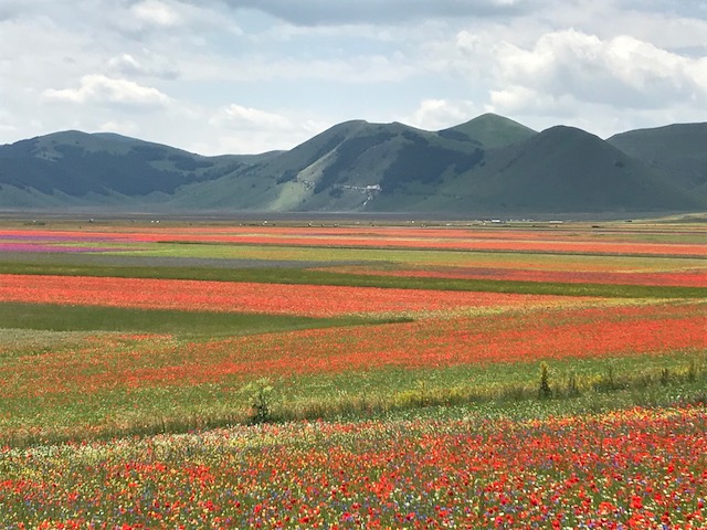 FIORITURA DI CASTELLUCCIO, DEFINITO IL PIANO DI MOBILITÀ SOSTENIBILE. ASSESSORE MELASECCHE: POSITIVO RISULTATO GRAZIE ALLA COLLABORAZIONE FRA TUTTI GLI ENTI COINVOLTI