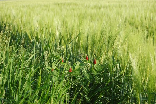 ASSEGNATE LE SPIGHE VERDI 2020 MONTEFALCO E TODI, I COMUNI UMBRI TRA LE ECCELLENZE RURALI.