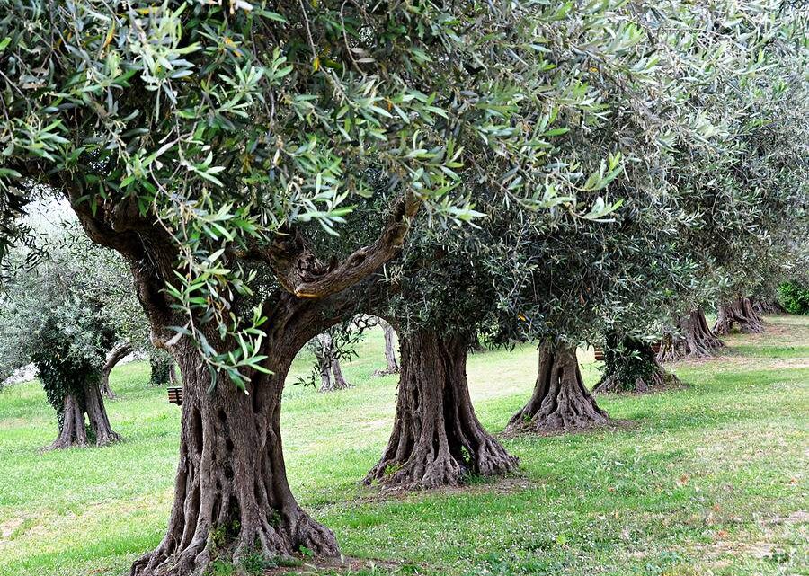 TERNI, MARATONA DELL’OLIO: 14 COMUNI ADERISCONO A NUOVO ACCORDO PARTENARIATO 20-22