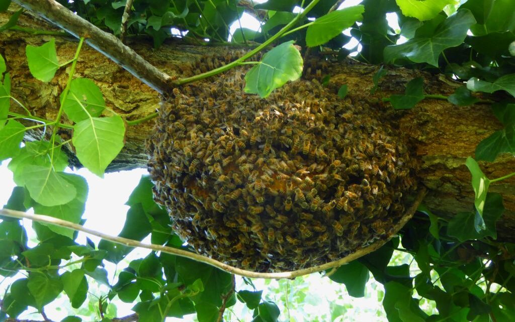 SETTORE APISTICO, ASSESSORE MORRONI: ATTIVATE PROCEDURE PER RICONOSCIMENTO ECCEZIONALITÀ BRINATE APRILE 2021 E PER ACCESSO AIUTI A FAVORE IMPRESE DANNEGGIATE; APICOLTURA DETERMINANTE PER ECONOMIA E BIODIVERSITÀ