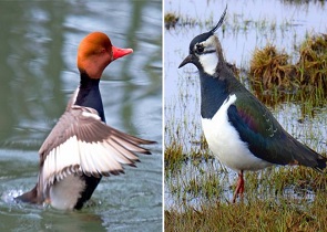 CALENDARIO VENATORIO 2020/21, ASSESSORE MORRONI: SALGONO A 38 LE SPECIE CACCIABILI IN UMBRIA, INTEGRATA LA LISTA