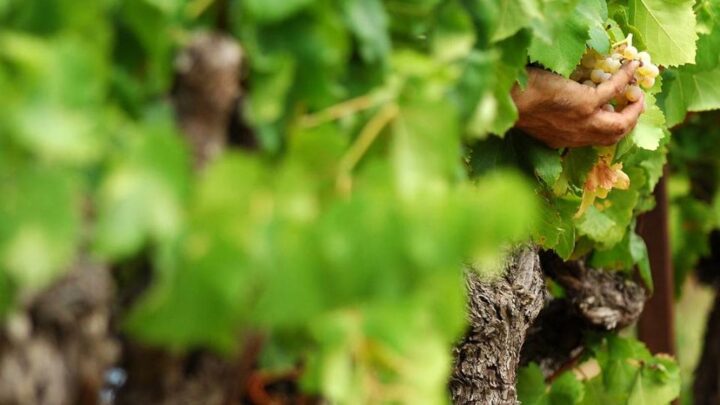 VENDEMMIA 2023 IN UMBRIA,  PRODUZIONE MEGLIO DELLE CATASTROFICHE PREVISIONI CAUSA ATTACCO DELLA PERONOSPERA