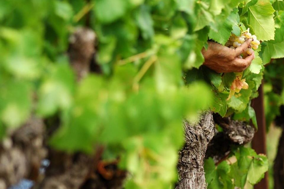 VENDEMMIA 2023 IN UMBRIA,  PRODUZIONE MEGLIO DELLE CATASTROFICHE PREVISIONI CAUSA ATTACCO DELLA PERONOSPERA