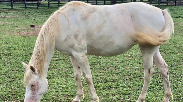 NATA AD ASSISI, LA CAVALLINA BIANCA VIA LATTEA STA PER DIVENTARE ‘MAMMA’