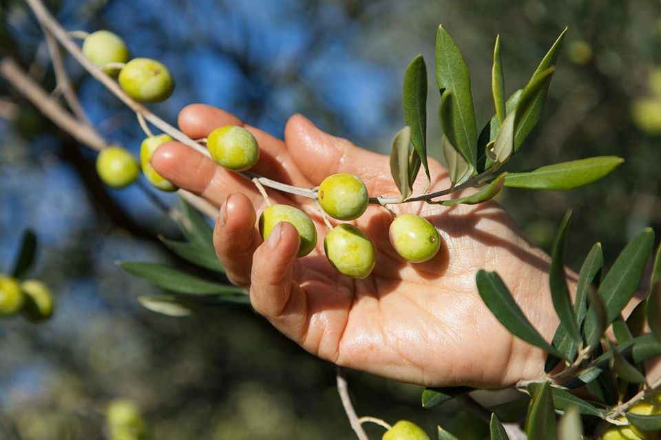 RILANCIARE I CONSUMI, ACCELERARE LA MESSA A PUNTO DEL BANDO DI FILIERA OLIVICOLA,  AFFRONTARE LA QUESTIONE DELLE RISORSE IDRICHE, IN TEMA D’IRRIGAZIONE DEGLI OLIVETI, RIATTIVARE  IL CONSORZIO DI TUTELA, REVISIONARE IL DISCIPLINARE DELLA DOP UMBRIA ATTRAVERSO ANCHE IL SUPERAMENTO DELLE SOTTOZONE