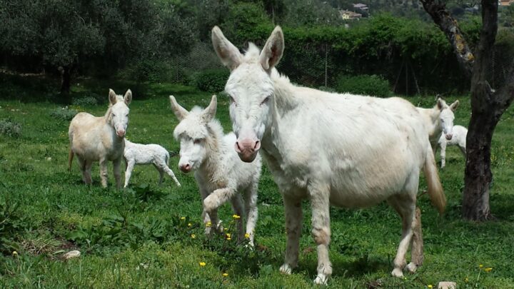 CITTÀ DELLA DOMENICA ‘SI COLORA’: LINEA VERDE FA TAPPA AL PARCO PERUGINO