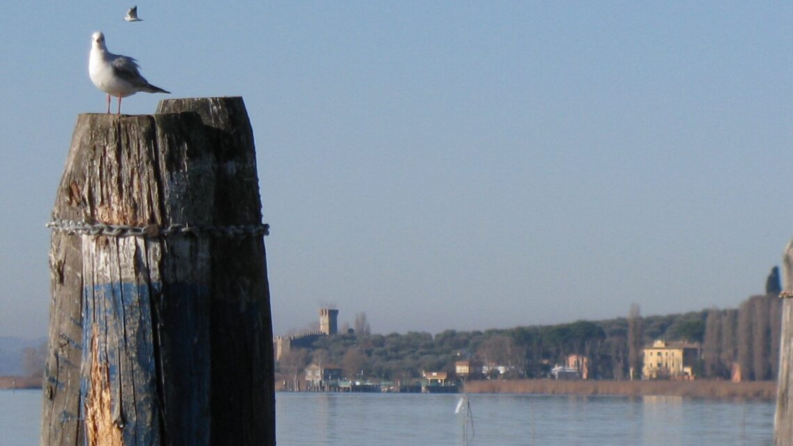 GOLETTA DEI LAGHI ARRIVA IN UMBRIA: SOTTO OSSERVAZIONE I LAGHI TRASIMENO (PG) E DI PIEDILUCO (TR), PRESENTATI I DATI DEI MONITORAGGI