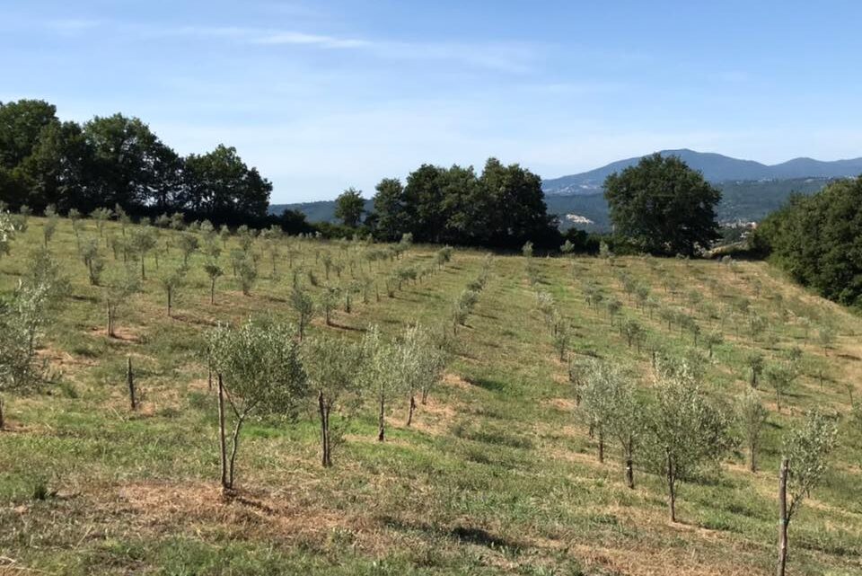 LUGNANO IN TEVERINA, NUOVI PROGETTI PER COLLEZIONE MONDIALE ULIVI