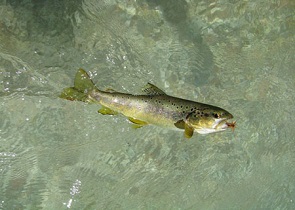 PESCA SPORTIVA, GIUNTA REGIONALE UMBRIA ISTITUISCE TAVOLO BLU A SUPPORTO DEL SETTORE