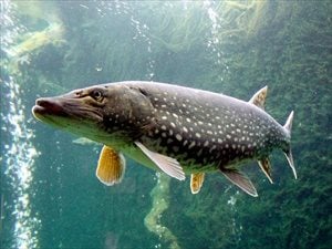 PESCA; ASSESSORE MORRONI REPLICA ALLA LEGA: NON È RESPONSABILITÀ NÉ VOLONTÀ DELLA REGIONE IL NO ALL’IMMISSIONE DI TROTE ALLOCTONE NEI CORSI D’ACQUA UMBRI, RICHIESTA RIBADITA ANCHE OGGI AL MINISTERO