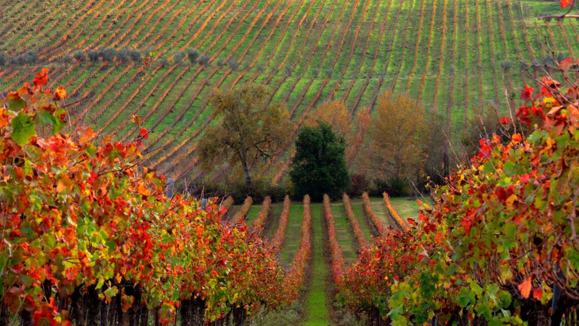 AL VIA ‘COLORI D’AUTUNNO – IL FOLIAGE DELLA VITE DEL SAGRANTINO’