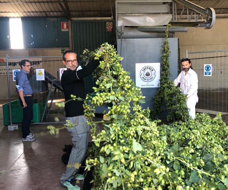 FILIERA LUPPOLO, GIUNTA REGIONALE ATTIVA BANDO; ASSESSORE MORRONI: 1,5 MILIONI DI EURO PER INCENTIVARE LA CRESCITA DEL COMPARTO E VALORIZZARE LA QUALITÀ DELLA PRODUZIONE UMBRA